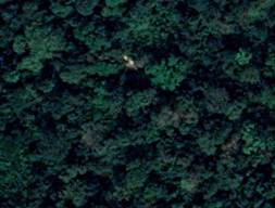 Nde Afi Forest
