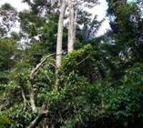 Forest Overview