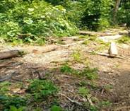 Logging Impact