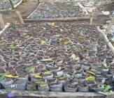 Seed Bed