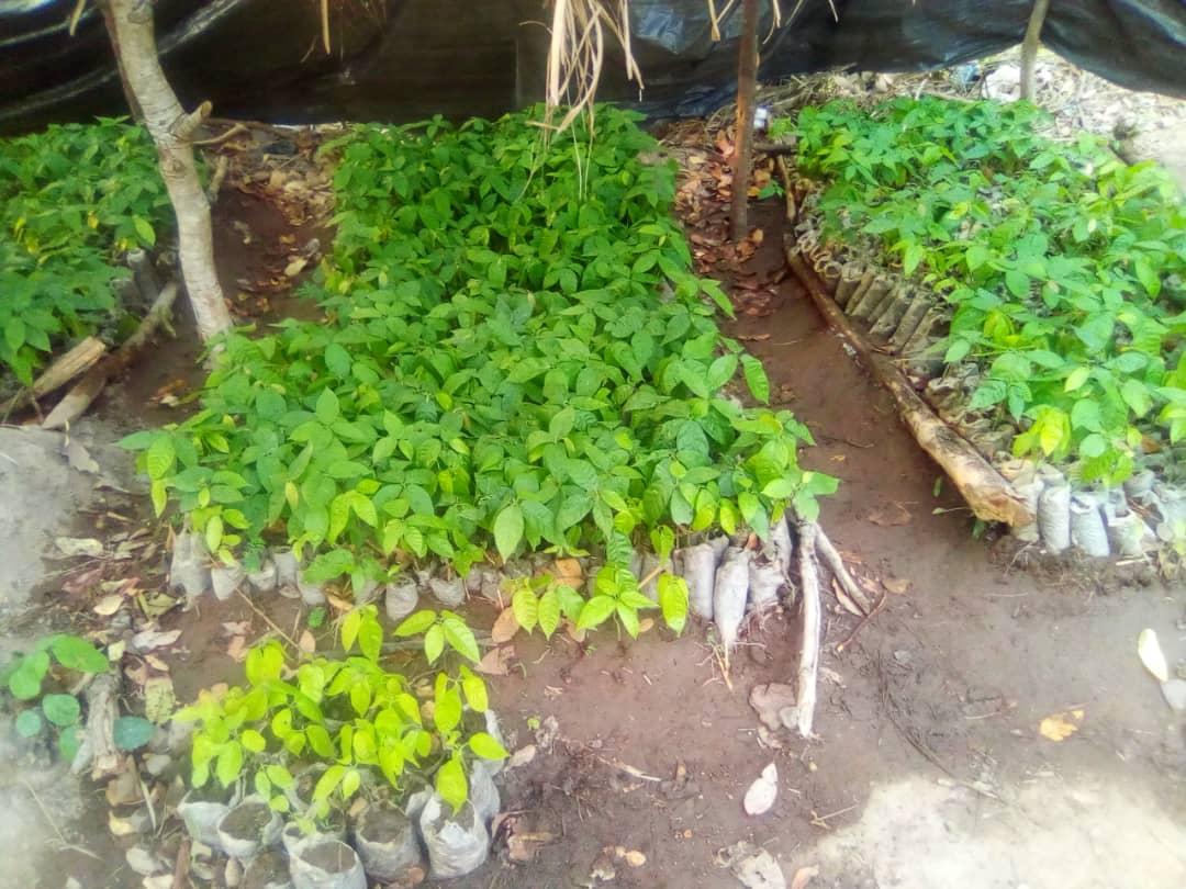 Gnetum Africanum Nursery