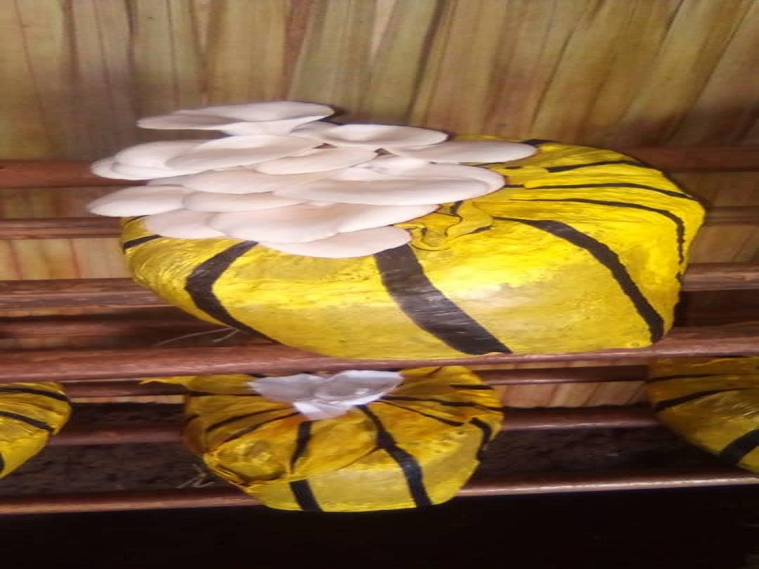 Oyster Mushroom Farming