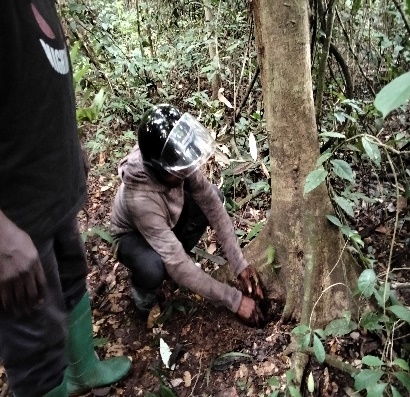 Reforestation
