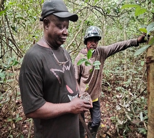 Reforestation Progress