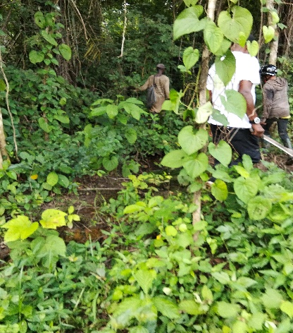 Reforestation Success